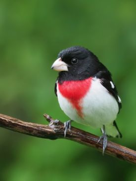rose breasted grosbeak thumbnail