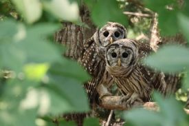 Fledgling owls thumbnail