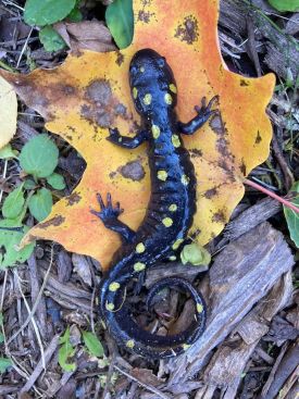 Spotted salamander thumbnail