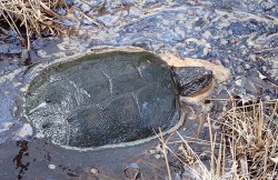 26_mschmid_snapping_turtle.jpg