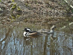 34_hooded_merganser_4-5-2017.jpg