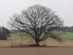45_white_oak_in_field.jpg