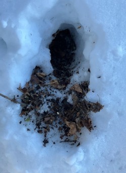 Snow hole Photo: Sharon Bombard