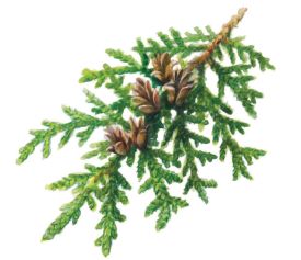 Northern white cedar thumbnail