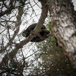 Porcupine Photo: Sandy Miklas Dannis