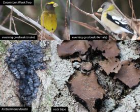 December nature thumbnail