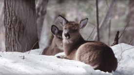 Deer in Yard thumbnail