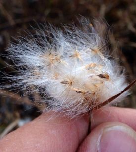 Eriophorum virginicum seeds thumbnail