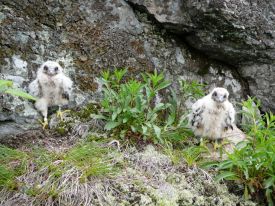 Falcon chicks thumbnail