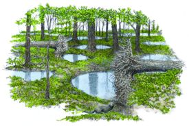 Forest floor thumbnail