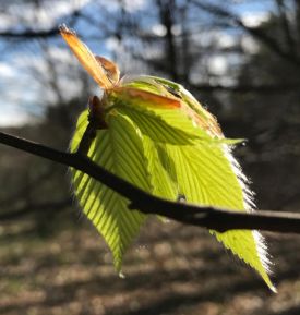 Forest leaf thumbnail