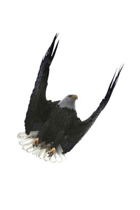 Bald eagle thumbnail
