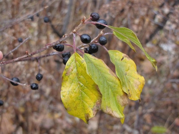 Glossy buckthorn