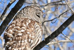 Barred owl Photo: Ken Hatch