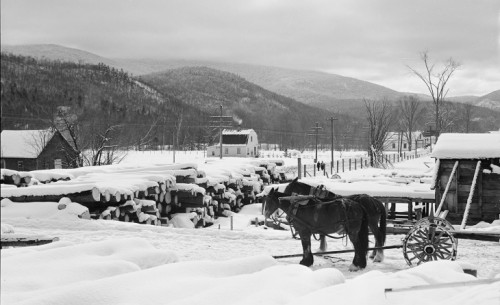 Horse logging after hurricane
