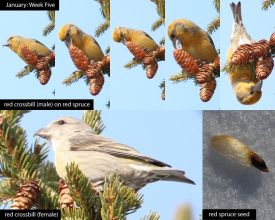 january-week-five-2026.jpg thumbnail