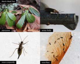 march-week-two-2026-final.jpg thumbnail