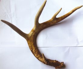 Antler thumbnail