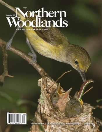 Photo by Doug Tallamy Summer 2020 cover  by Northern Woodlands