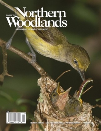 Photo by Doug Tallamy Northern Woodlands Summer 2020 Issue cover  by Northern Woodlands