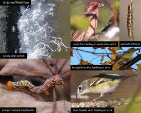 October nature thumbnail