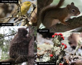 october-week-4-2025.jpg thumbnail