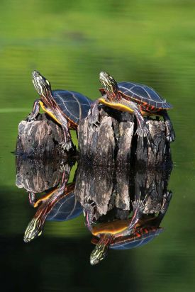 Painted turtles thumbnail