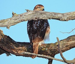 Hawk Photo: Richard Philben