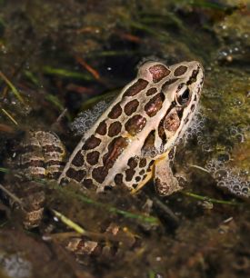 Pickerel frog thumbnail