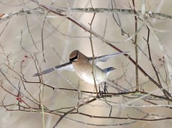 Waxwing Photo: Carol Roede