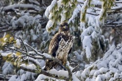 Eagle Photo: Karen Suhrhoff