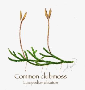 Common clubmoss thumbnail