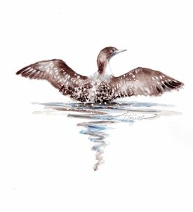 Young loon thumbnail