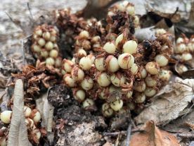 Forest floor find thumbnail