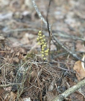 wit-mystery-fruit.jpg thumbnail