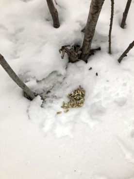 wit-mystery-scat.jpg thumbnail