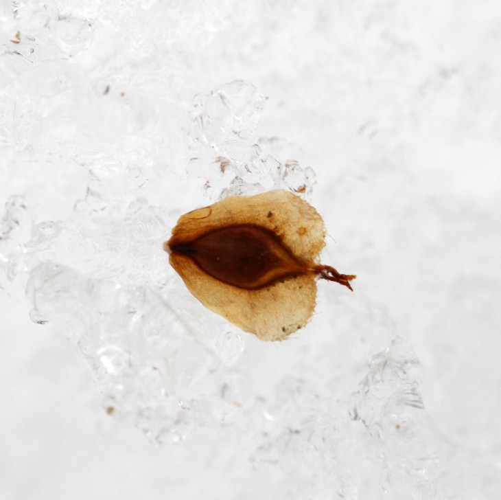 Snow seed Image