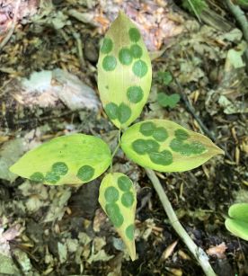 Spotted bellwort thumbnail