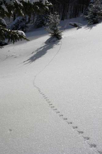 Deer-Mouse-Tracks-in-Snow.jpg