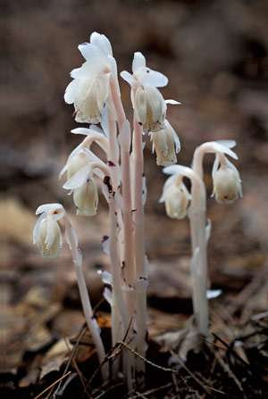 Indian_Pipe_cropped.jpg