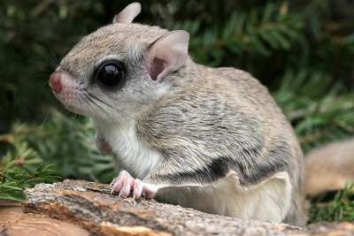 Naturally-Curious-Sum17flying-squirrel.jpg