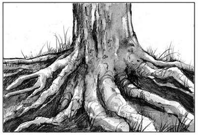 TOS_Tree_Roots_web.jpg