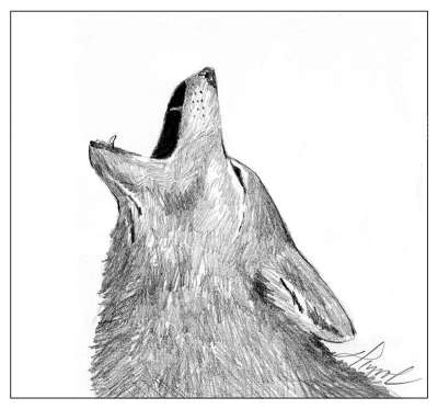 coyote_howl_w.jpg