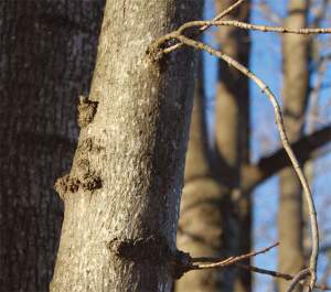 Woods Whys: Self-Pruning Branches thumbnail