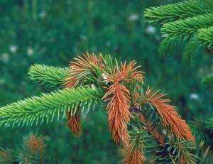 Why do Some Spruce Trees Appear Reddish in Winter? thumbnail