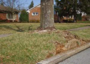 Woods Whys: Why Is It So Hard To Grow Street and Yard Trees? thumbnail