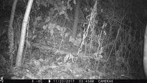 Opossum (I think still standing); coyote sniffing. 