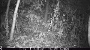 Opossum in ‘lump mode’; coyote still sniffing. 