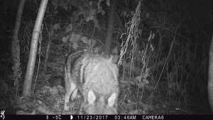 Coyote approaches camera. 