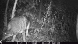 Coyote exits left (there are three shots of his exit; all in the same minute). 